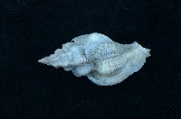 藏品(骨螺)的圖片